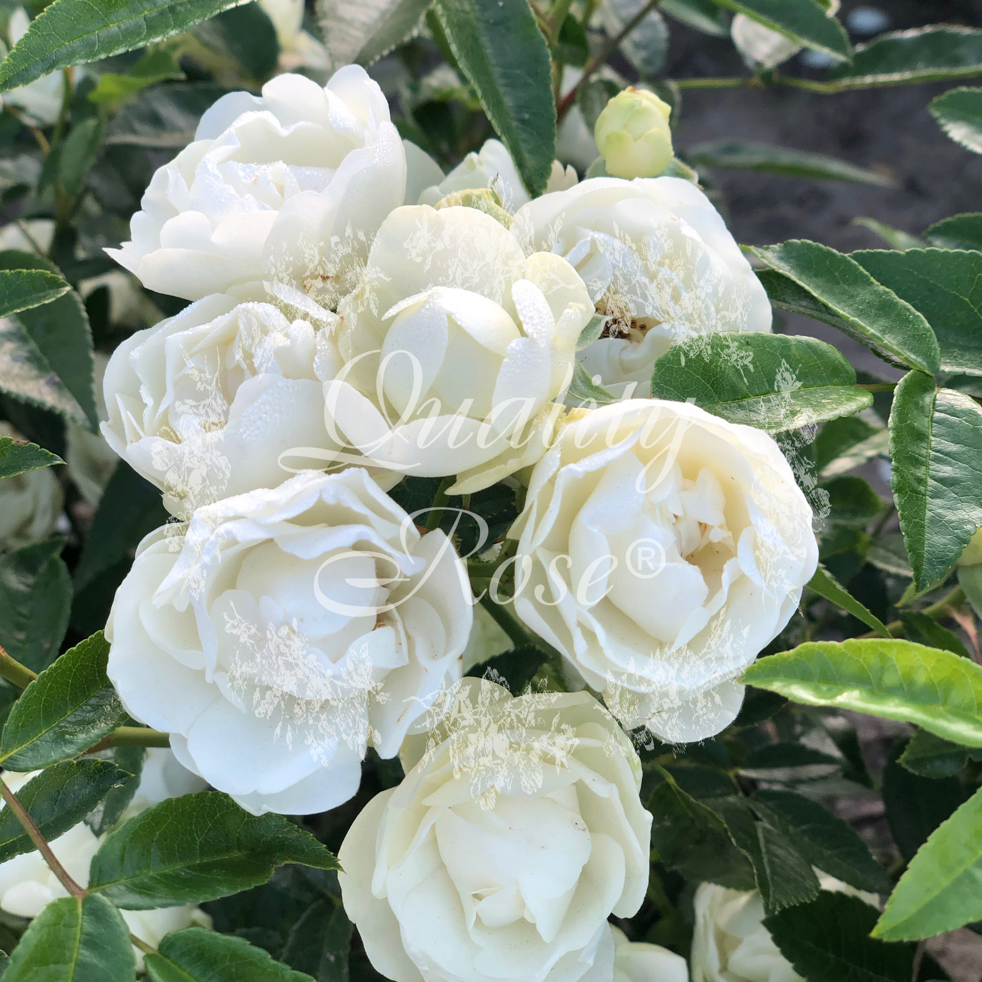 Rosa 'Witte Koster'